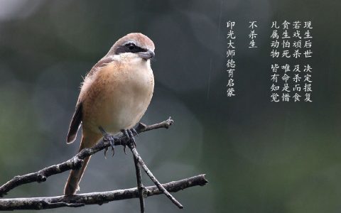 易嫁少夫的女相特点：鼻大面小