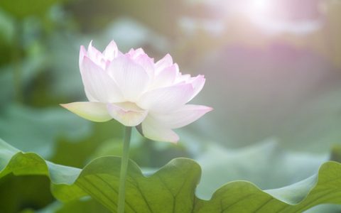 命理财运：赚本分财的人，后代容易发达
